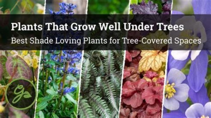 What will grow under a juniper tree