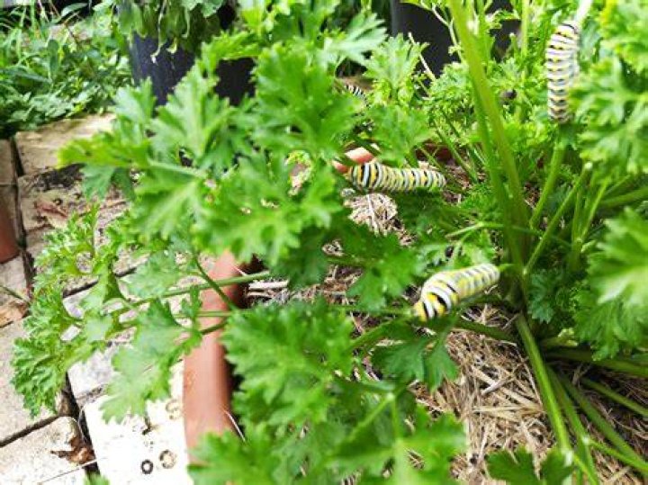 Whats eating my parsley
