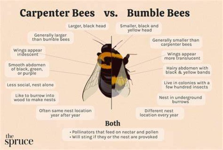 Whats the difference between bumblebees and carpenter bees