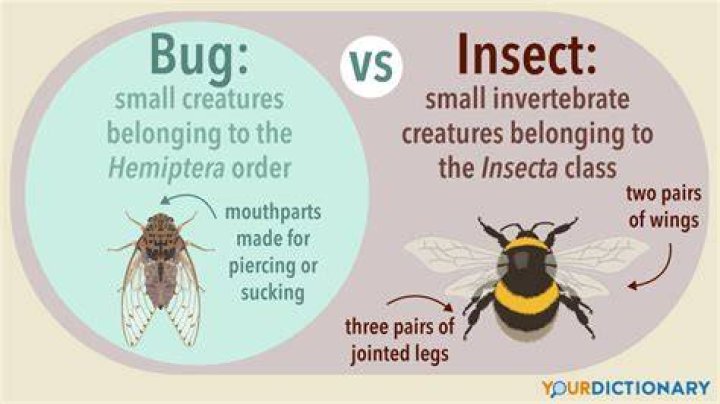 Whats the difference between insect and bug