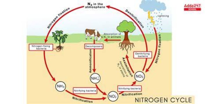Whats the difference between nitrogen cycle and phosphorus cycle