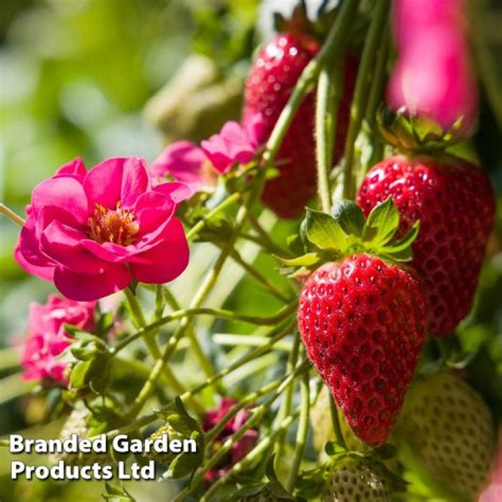 When can I move strawberry plants UK
