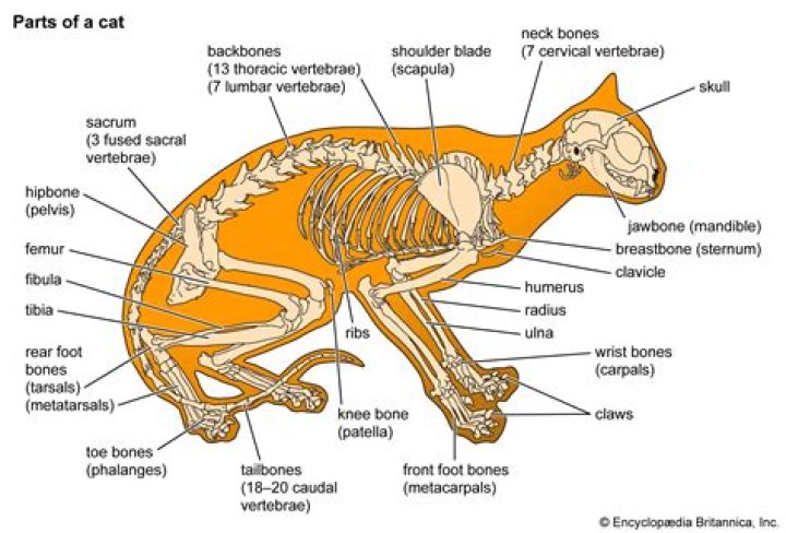 When should a cats leg be amputated