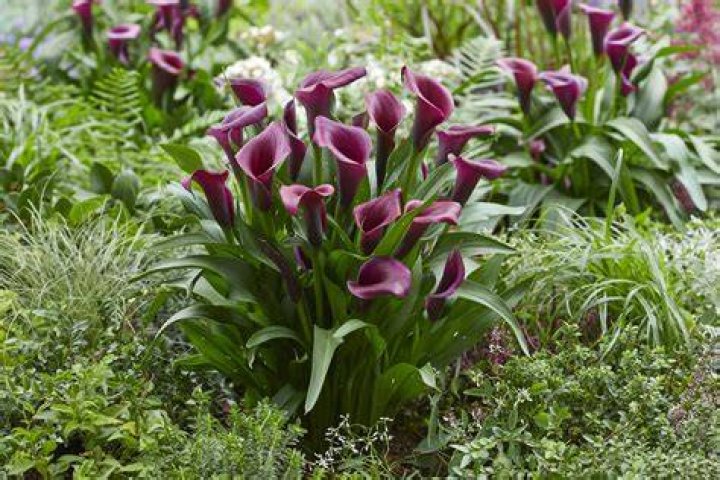 When should I dig up calla lilies