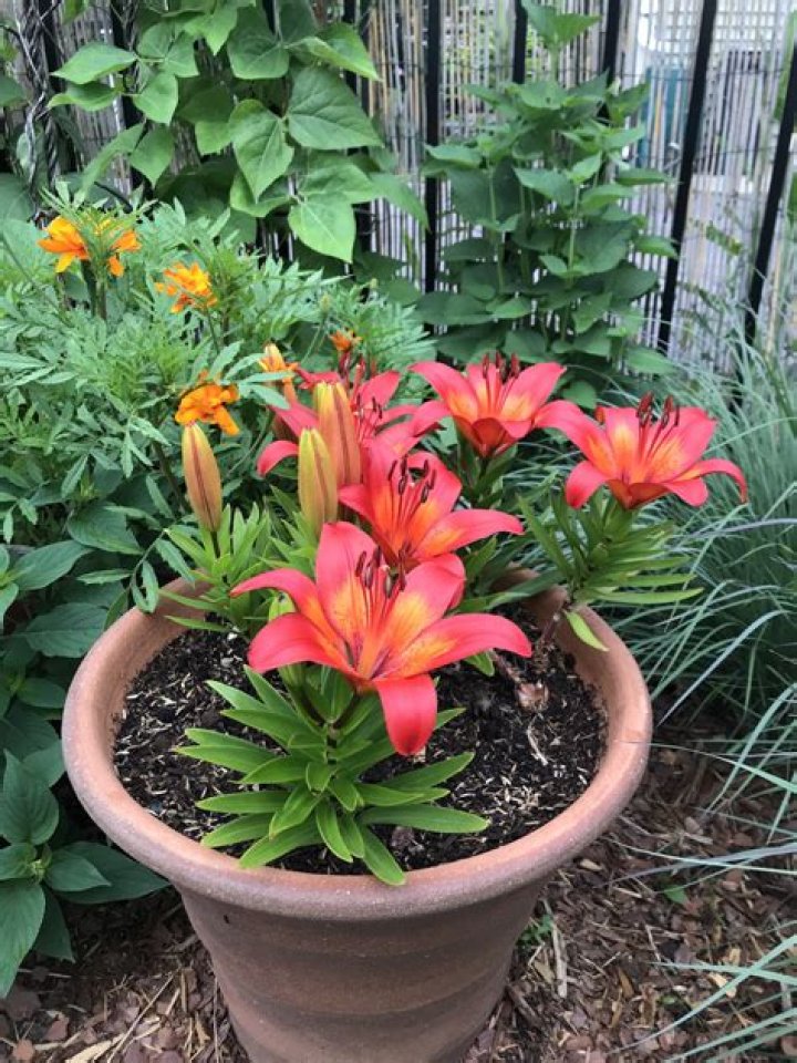 When should I plant lilies