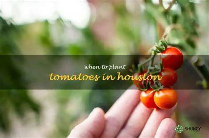 When should I plant tomatoes in Houston