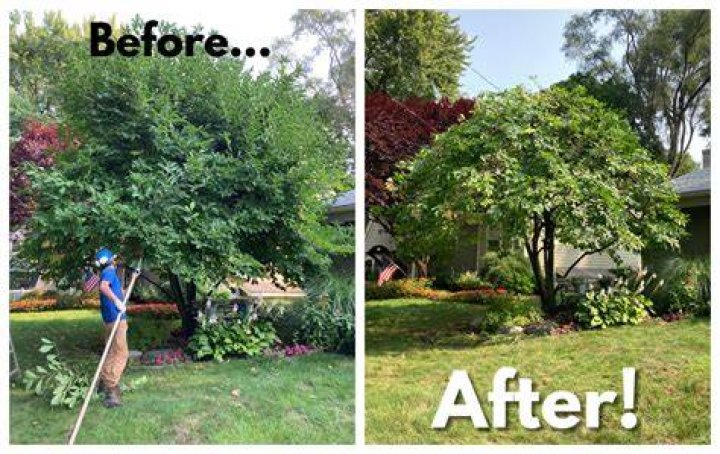 When should I prune my newly planted tree