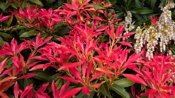When should I prune my Pieris forest flame