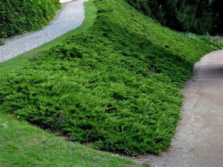 When should juniper bushes be trimmed