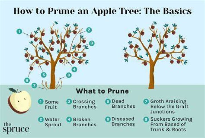 When should you prune a damson tree