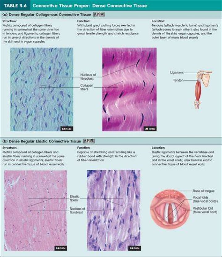 Where are connective tissues found
