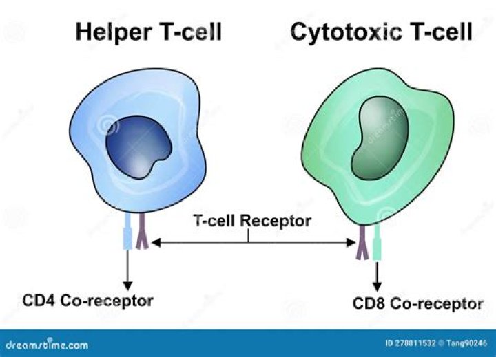 Where are helper T cells found