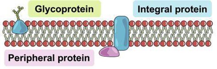 Where are integral proteins synthesized