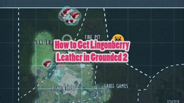 Where are lingonberry found