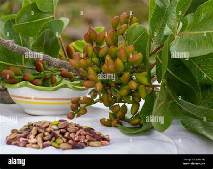 Where are pistachios native to