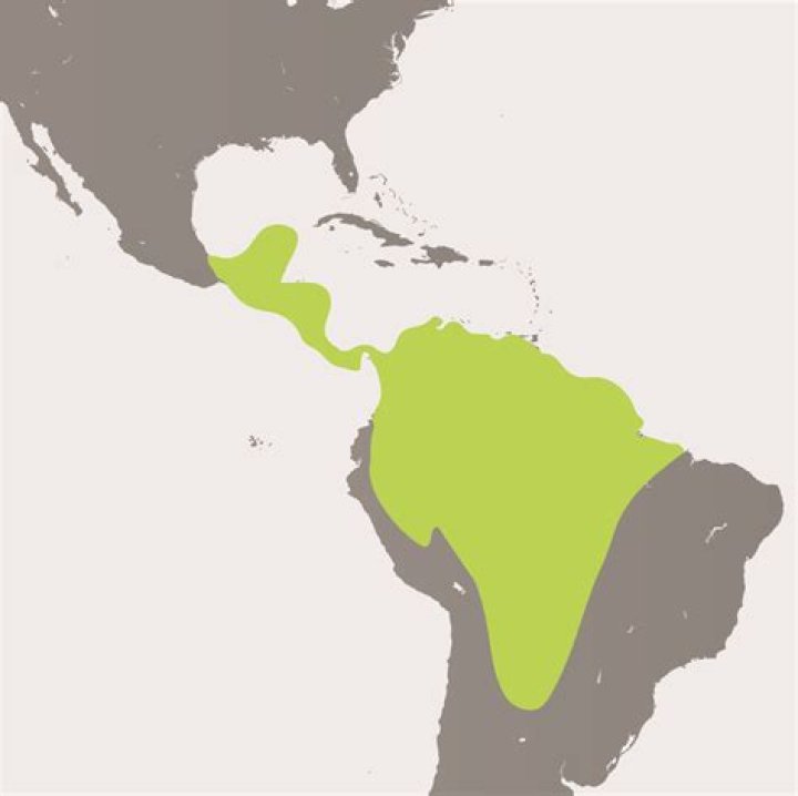 Where are spider monkeys found