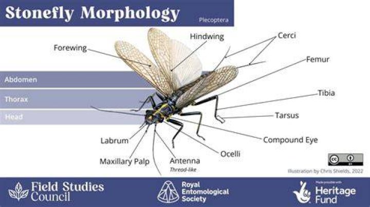 Where are stoneflies found