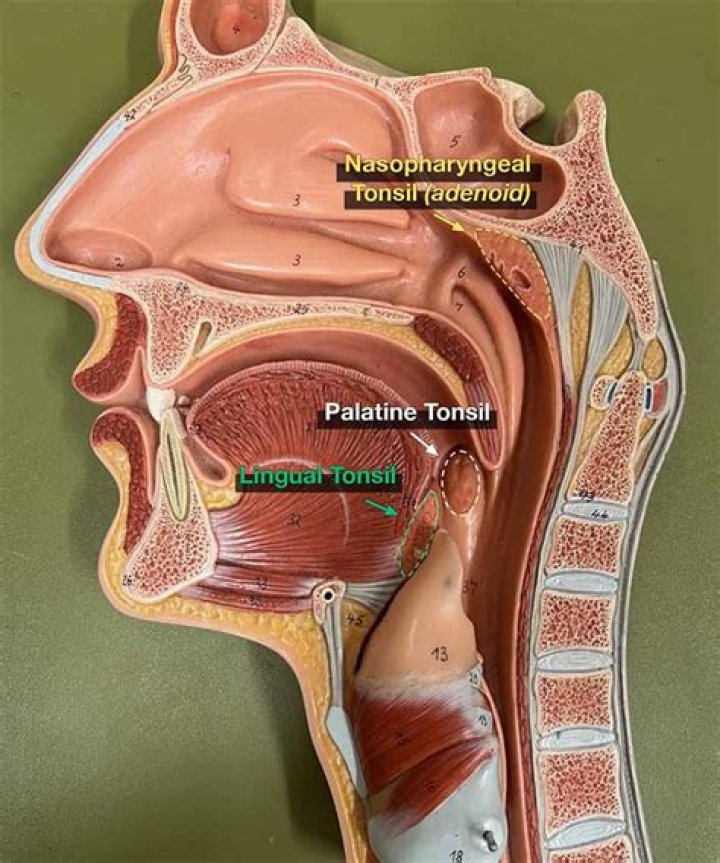 Where are the lingual tonsils located