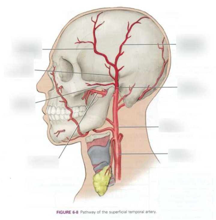 Where are the temporal arteries located