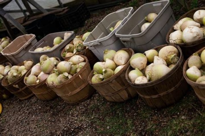 Where are turnips grown