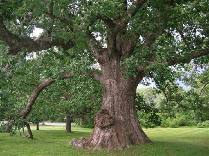 Where are white oak trees found