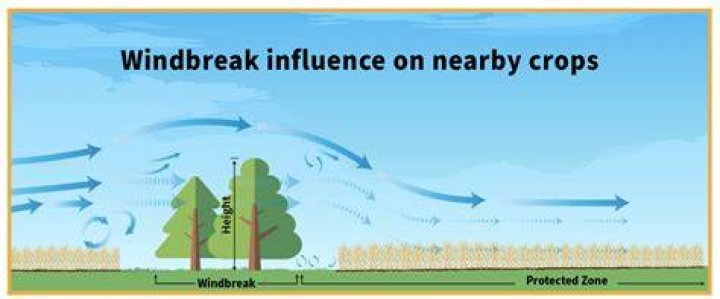 Where can I plant a windbreak tree
