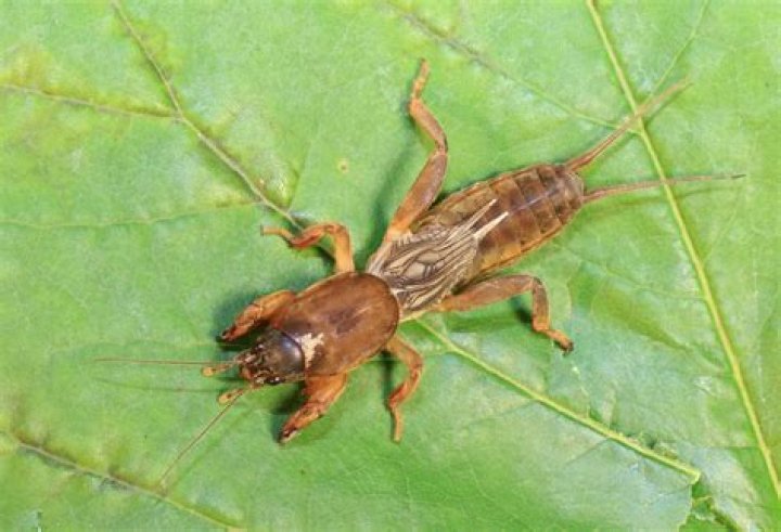 Where can you find Jerusalem crickets
