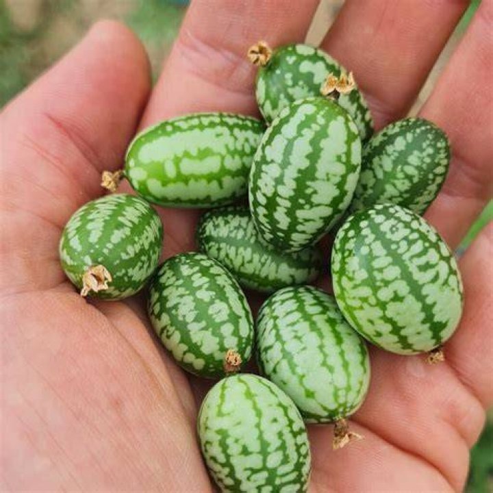 Where can you get Cucamelons