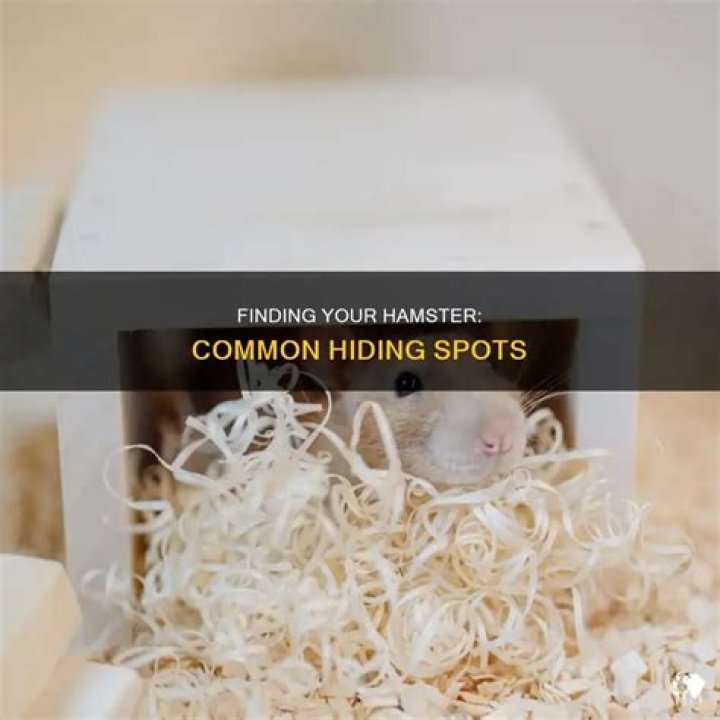 Where could my hamster be hiding