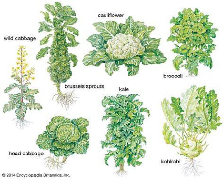 Where did broccolini come from