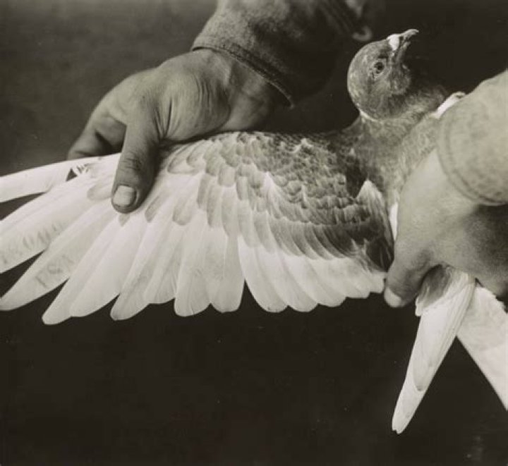 Where did pigeons evolve from