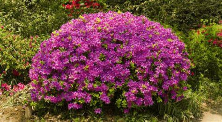 Where do azalea flowers grow