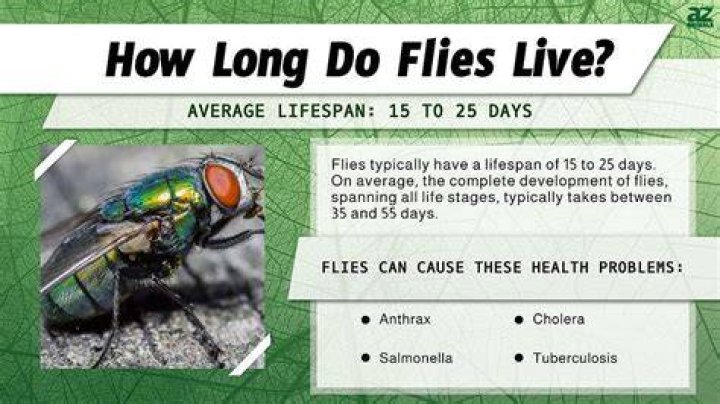 Where do carrot flies live