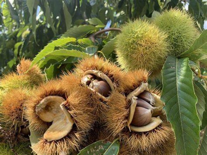 Where do edible chestnuts grow