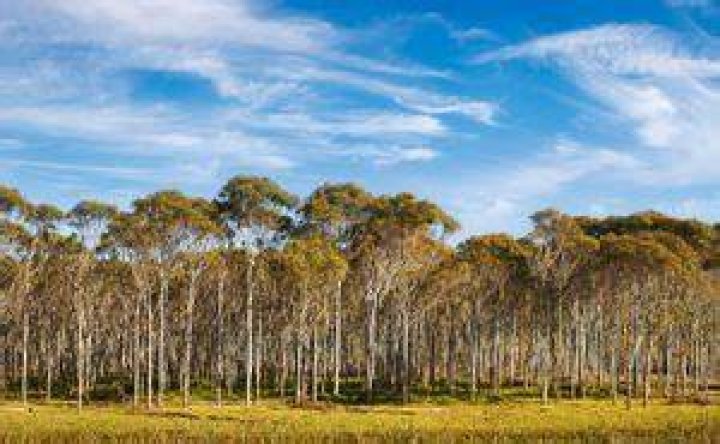 Where do eucalyptus trees grow in the US