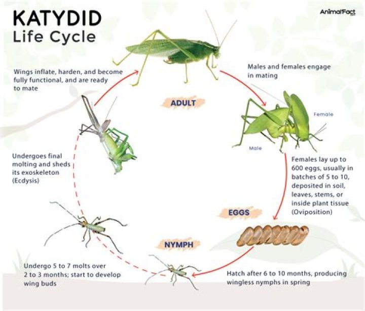 Where do katydids go during the day