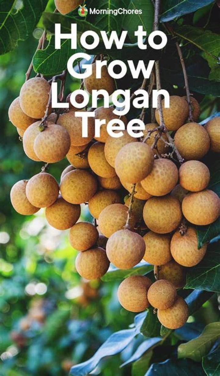 Where do longan trees grow