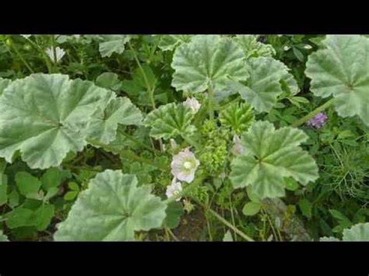 Where do mallow plants grow