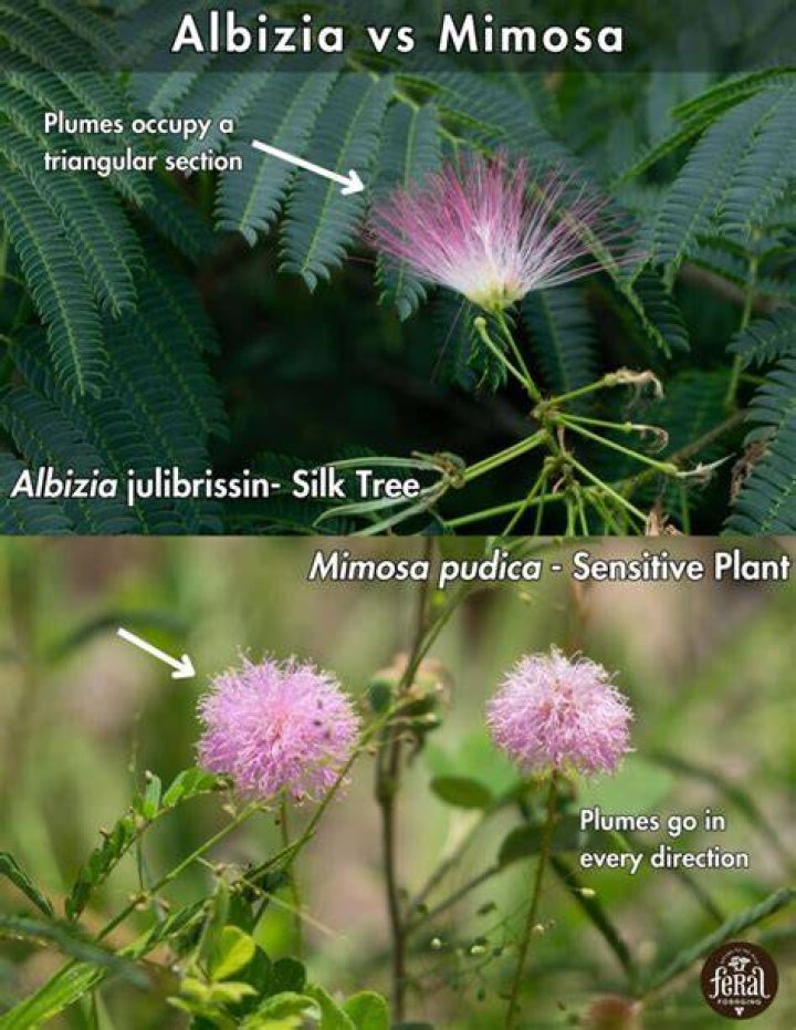 Where do Mimosa Hostilis trees grow