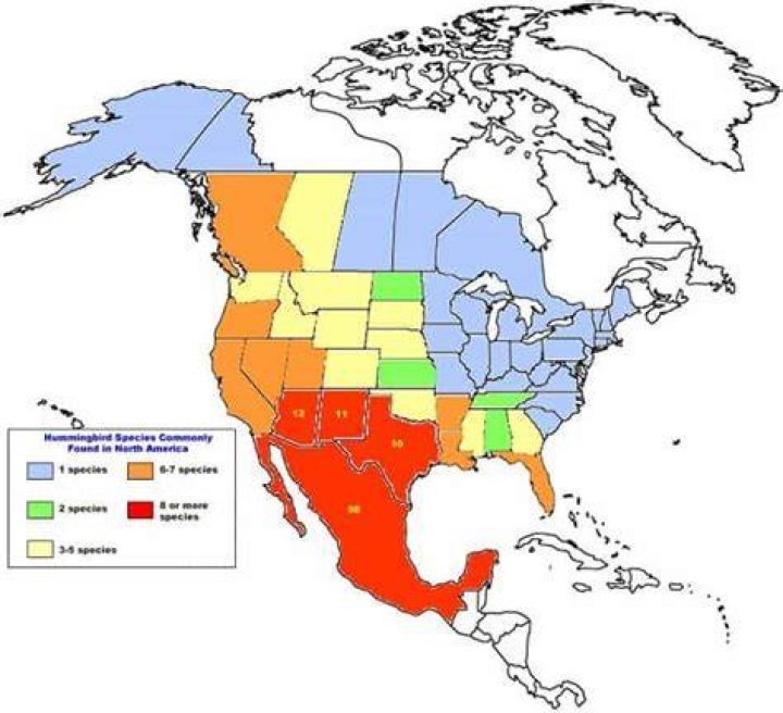 Where do most hummingbirds live