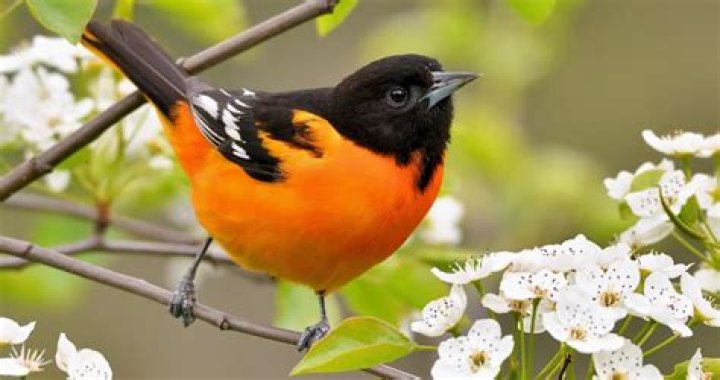 Where do Orioles spend the summer