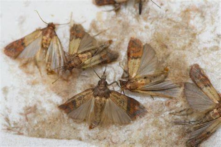 Where do pantry moths lay eggs