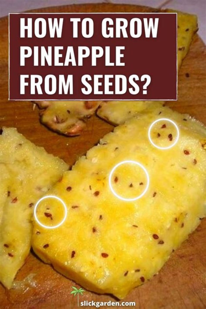 Where do pineapples grow for kids
