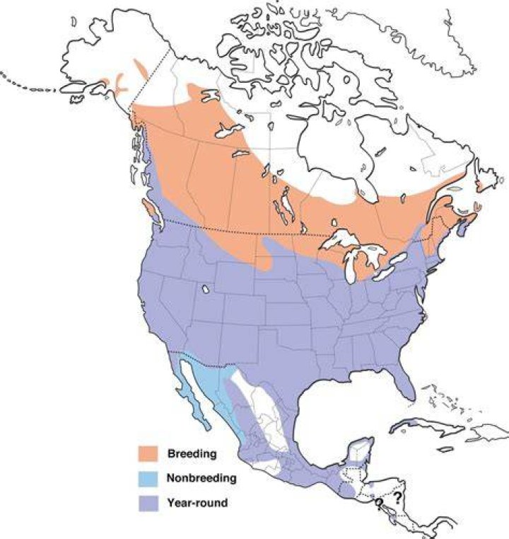 Where do red winged blackbirds live