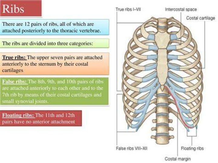 Where do ribs attach to sternum
