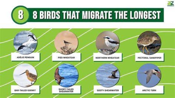 Where do Robins go when they migrate