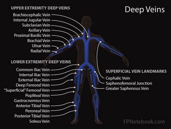 Where do superficial veins join deep veins