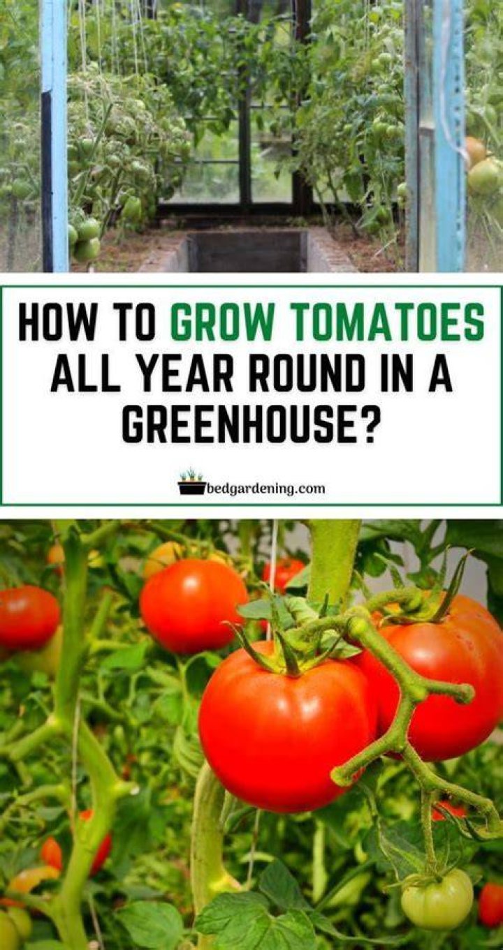 Where do tomatoes grow year round