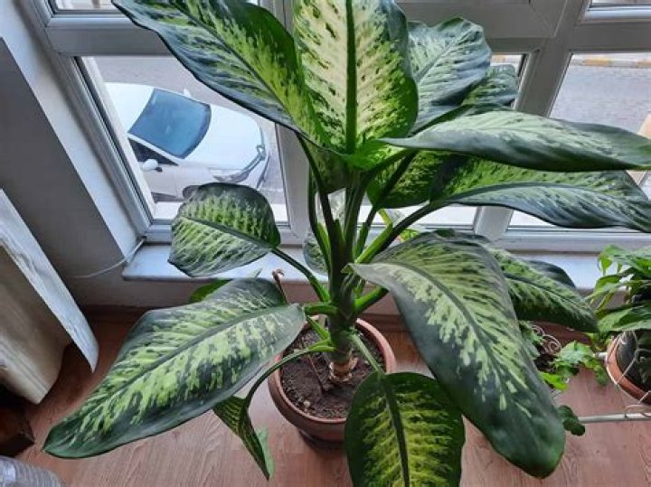 Where do you put dieffenbachia