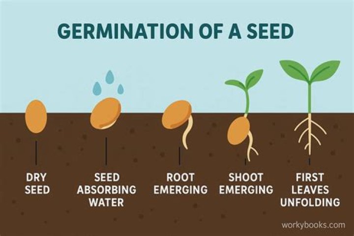 Where do you put seeds for germination